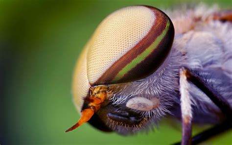 Close-up photography of insect eye HD wallpaper | Wallpaper Flare