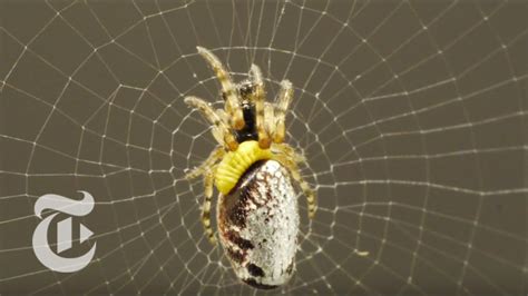 Zombie Spiders | ScienceTake | The New York Times - YouTube