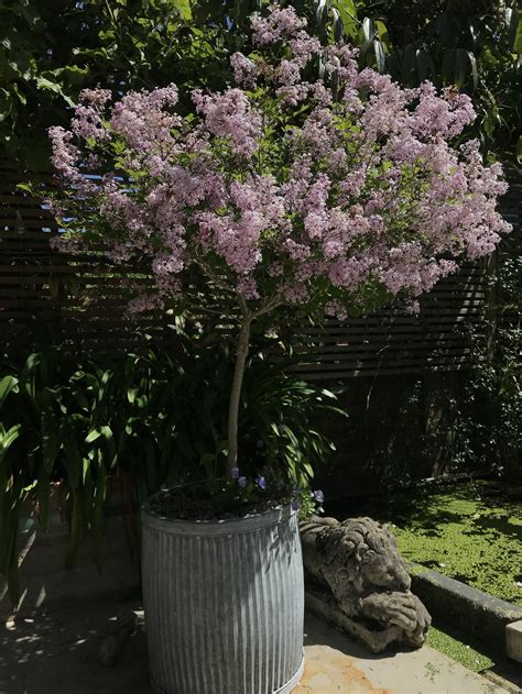 My favourite scented standard shrubs for containers — Laetitia Maklouf