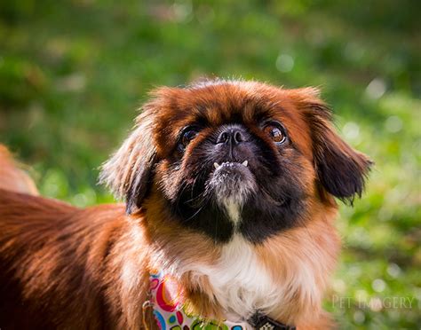 New Pet Preview: Bella, Pekingese/Shih-tzu Mix; Philadelphia, PA » Pet Imagery by Lauren Kaplan ...