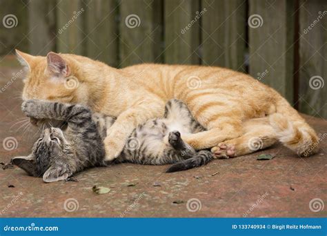 Orange Cat Plays with Kitten Stock Photo - Image of nature, young ...