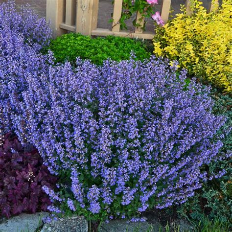 Catmint – How to Grow & Care for Nepeta | Garden Design