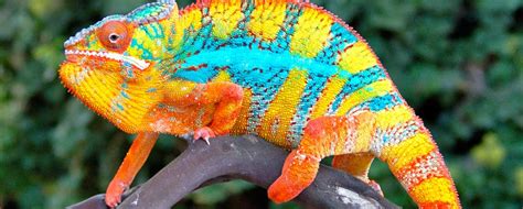 Colourful Reptiles