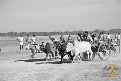 Bullock Cart Race Jaffna-085 – Sri Lanka Click Travel Mate