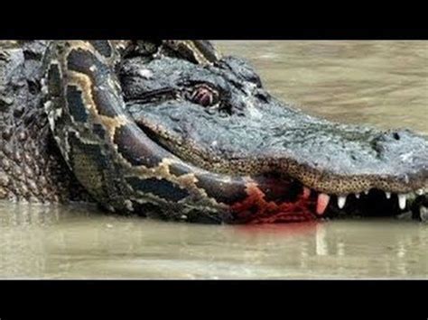 Here you compare anaconda vs alligator fight- who will win the fight ...