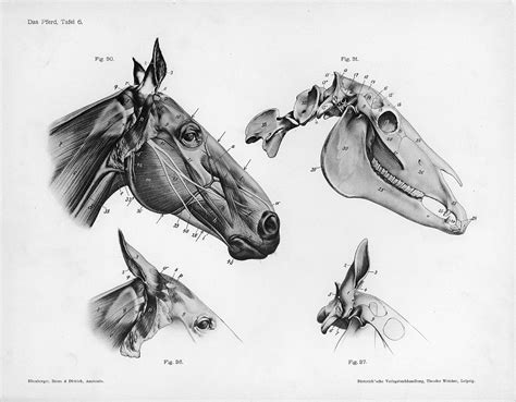 File:Horse anatomy head.jpg - Wikimedia Commons