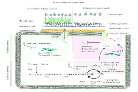 | Mechanism of delamanid resistance. | Download Scientific Diagram