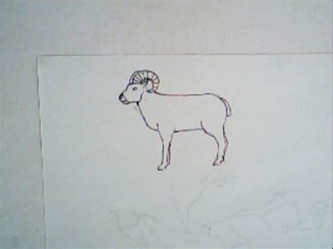 Bighorn Sheep Sketch at PaintingValley.com | Explore collection of ...