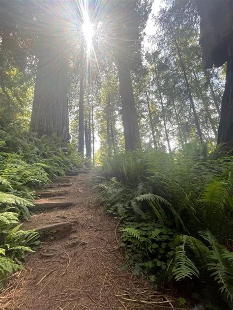 🌲Hiking in Redwoods🌲 in 2023 | Redwood tree, Redwood, Amazing photography