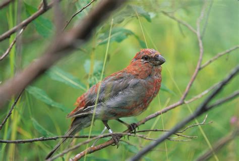 Pine Grosbeak - Pinicola enucleator | Wildlife Journal Junior