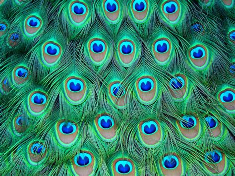 Free Peacock, Download Free Peacock png images, Free ClipArts on ...