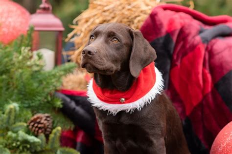 350 Best Chocolate Lab Names In The World- Remarkable