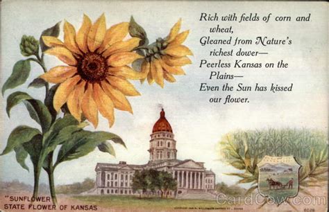 Kansas State Flower State Flowers & Seals