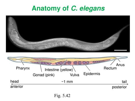 PPT - Caenorhabditis elegans (C. elegans) An elegant worm PowerPoint Presentation - ID:356405