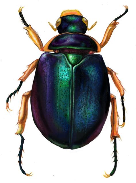 Colorful scarab beetle by wretchedharmony-lina on DeviantArt | Beetle insect, Insects, Beetle