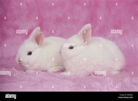 Two White Rabbits Stock Photo - Alamy