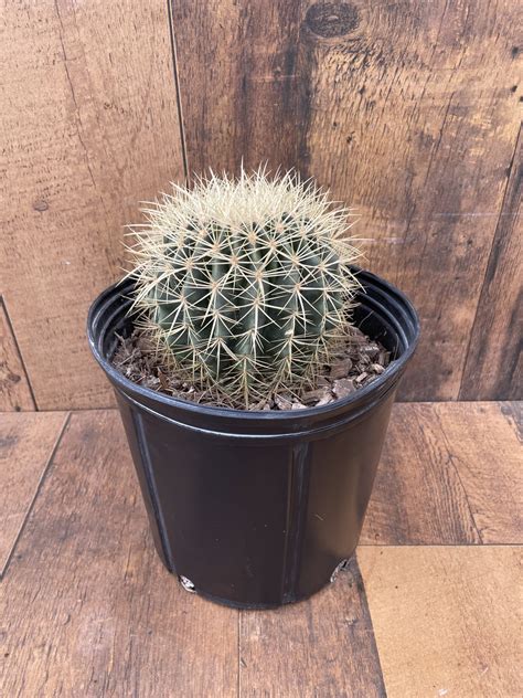 Barrel Cactus (10" pot) - TERRA Greenhouses