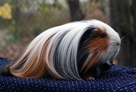 Guinea Pig Breed Profile: Silkie or Sheltie Guinea Pigs - Guinea Pig ...