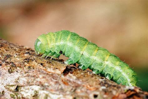 A Visual Guide to Caterpillar Identification in Your Garden - Garden Sigmaa