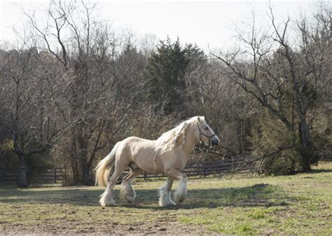 Spotsylvania horse farm specializes in rare Gypsy Cob breed, the ...