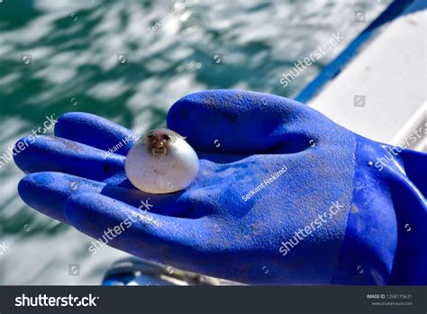 Very Small Balloon Puffer Fish On Stock Photo 1268175631 | Shutterstock