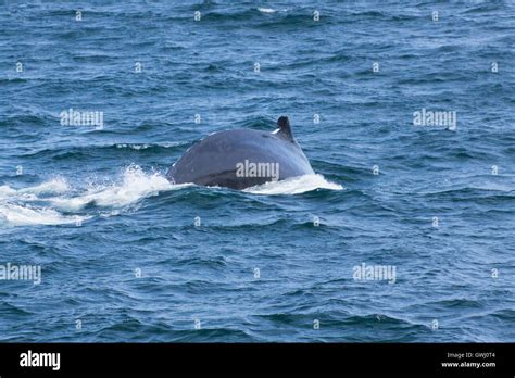 Whale watching experience off the coast of Atlantic Stock Photo - Alamy