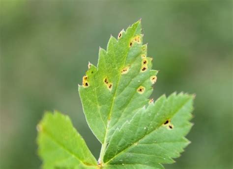 Growing Mint: How to Spot and Deal With the Mint Rust Disease ...