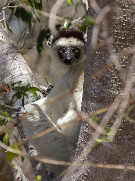 ABOUT US - WILDLIFE MADAGASCAR