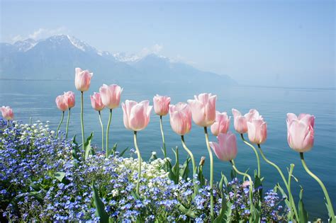 Spring flowers tender mountains water wallpaper | 4592x3056 | 309958 | WallpaperUP