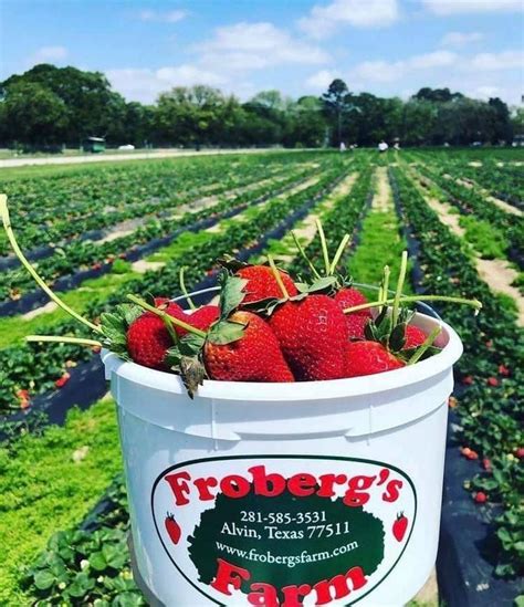 Pick Your Own Strawberries And Sunflowers At Froberg's Farm In Texas