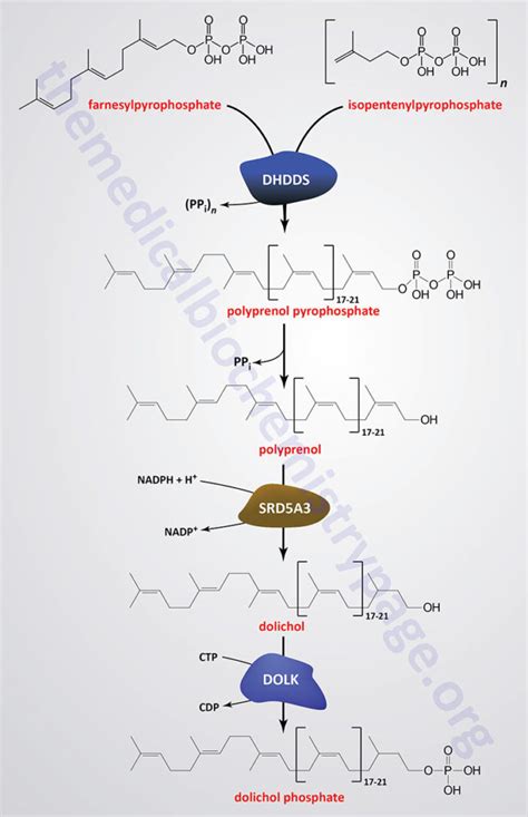 Glycoproteins: Synthesis and Clinical Consequences - The Medical ...