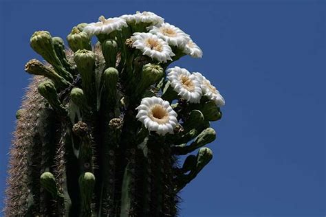 Sonoran Desert - DesertUSA