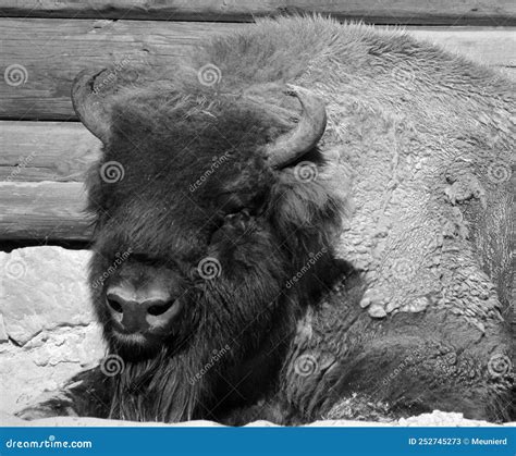 Bison are Large, Even-toed Ungulates in the Genus Bison Stock Image ...