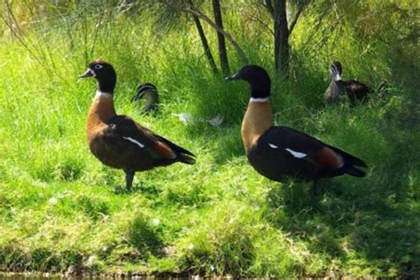 Australian Wood Duck - The Australian Museum