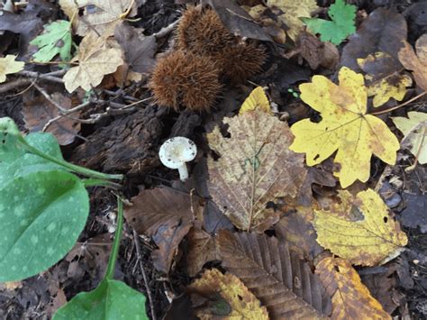 How to Use Forest Fungi to Improve Soil Quality