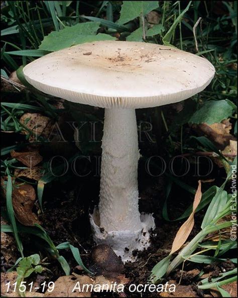 Amanita ocreata | Stuffed mushrooms, Bird bath, Outdoor decor