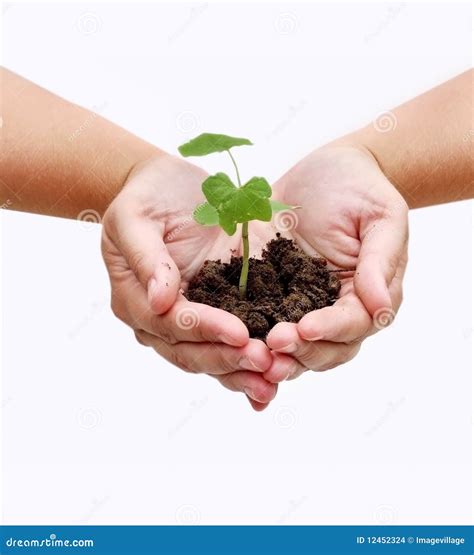 Plant in hands stock photo. Image of idea, isolated, growth - 12452324