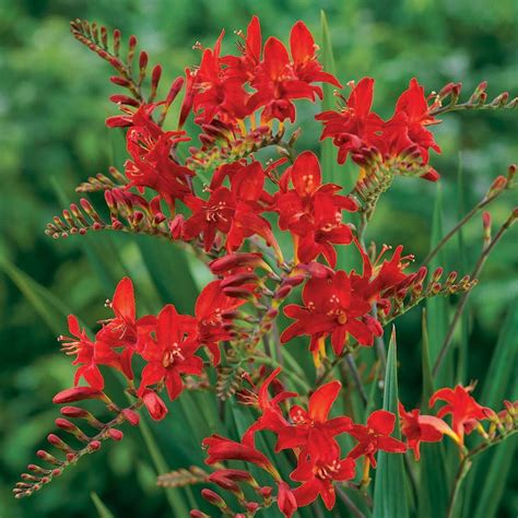 Crocosmia ‘Lucifer’ | Kiefer Nursery: Trees, Shrubs, Perennials