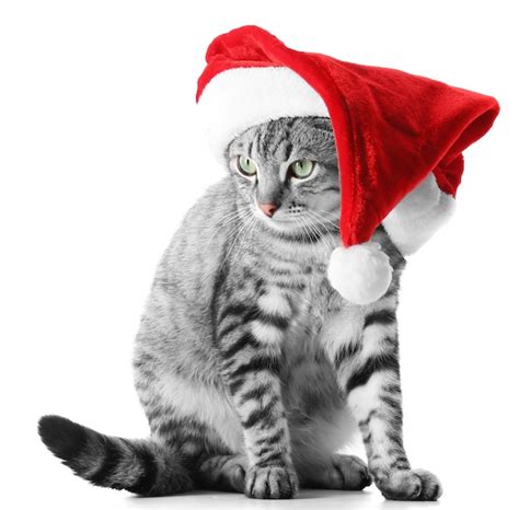 Premium Photo | Christmas cat isolated on white