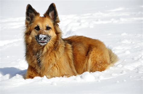 Hvornår er det for koldt for din hund?