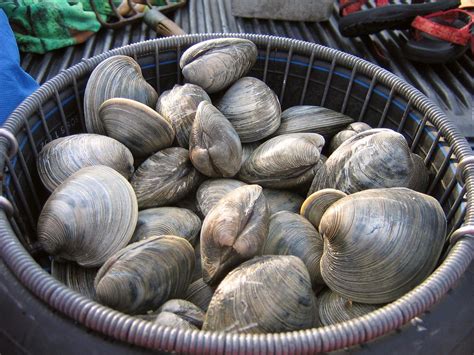 Clams | A basket of quahogs - yum-my! | Jessica Langlois | Flickr