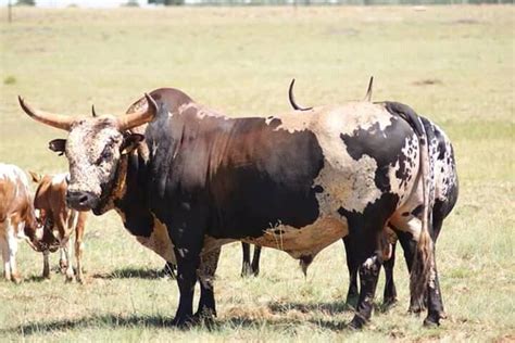 Discovering African Cattle Breeds: Unique Characteristics and Qualities - Nili Ravi