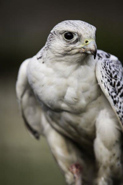 White Gyrfalcon — Stock Photo © jrock635 #13196165