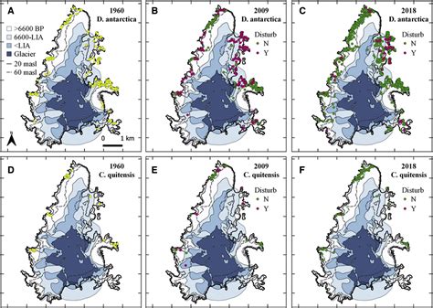 Antarctica's only flowering plants have been growing more rapidly, likely due to warmer temperatures