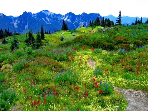 Mountain and Meadow Flowers Wallpapers - 4k, HD Mountain and Meadow Flowers Backgrounds on ...