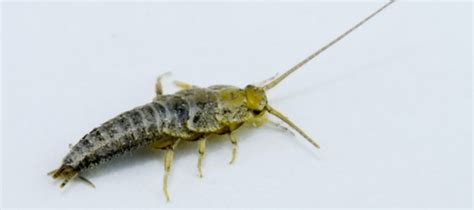 Silverfish Identification & Control Guide | ABC Blog