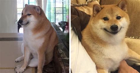 Meet Balltze, The 9-Year-Old Shiba Inu Who Is Behind The Cheems Meme ...