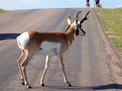 Custer State Park-Wildlife Loop-South Dakota - Obligatory Traveler