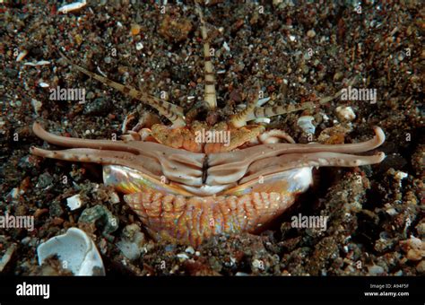 Bobbit worm Eunice aphroditois Stock Photo - Alamy