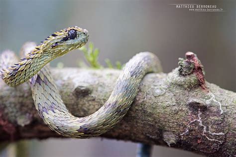 Image result for Atheris hispida | Nature photography, Nature, Animals